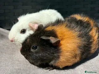 Guinea Pig rodents Pair of baby sows - Advert 4