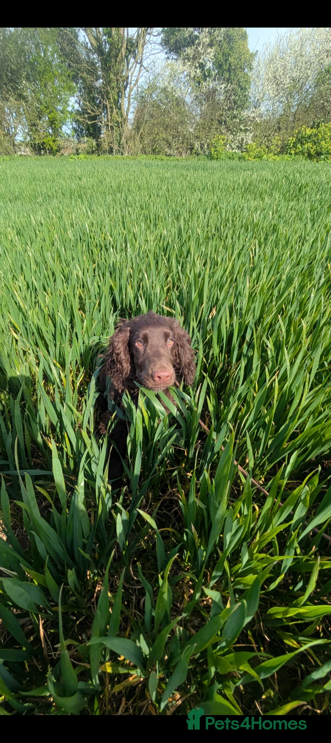 Field Spaniel dogs for sale: 6 month working spaniel for rehoming  in Folkestone - Advert 2
