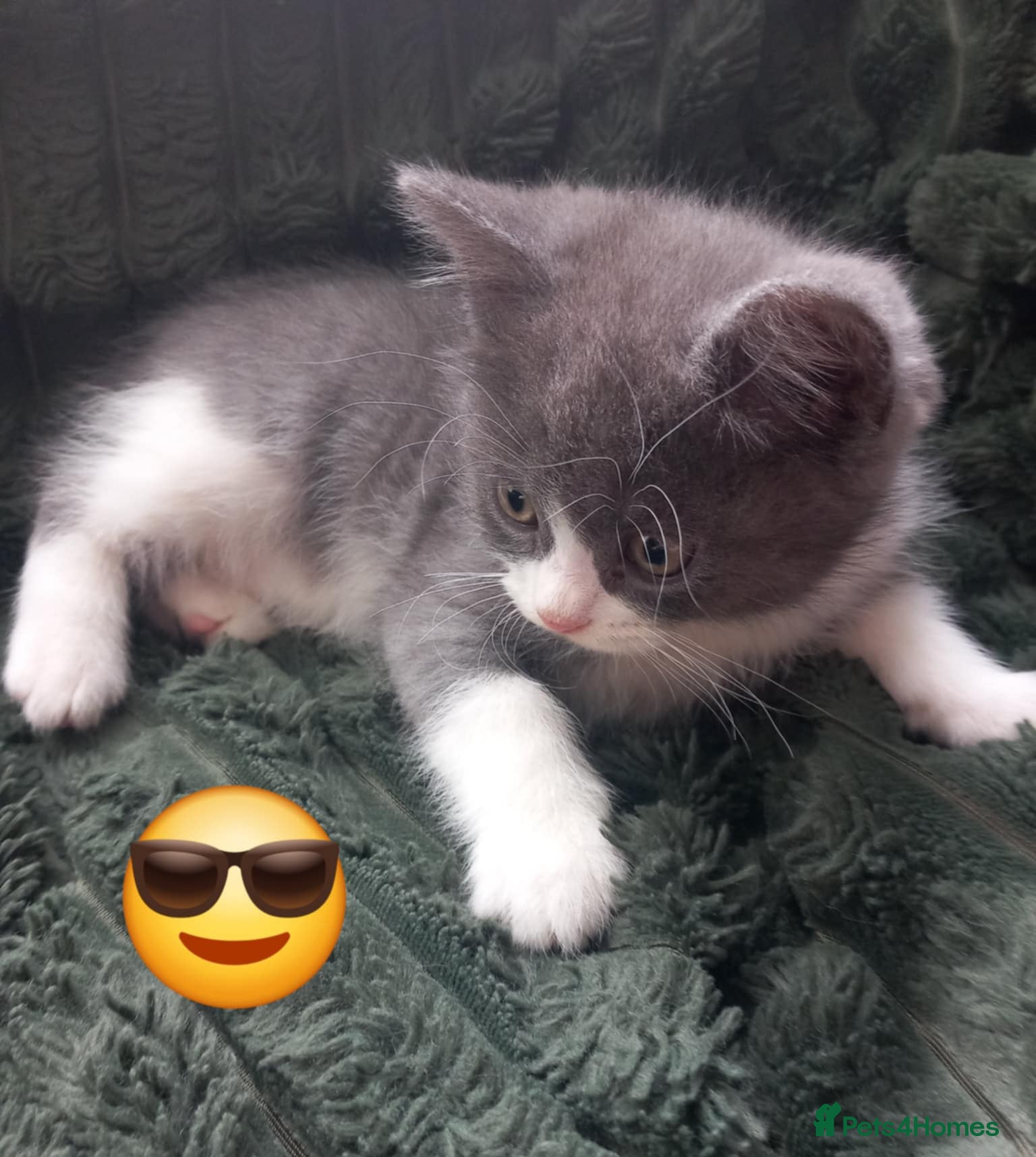 Mixed Breed cats Persian x sphynx  accidental litter - Advert 2