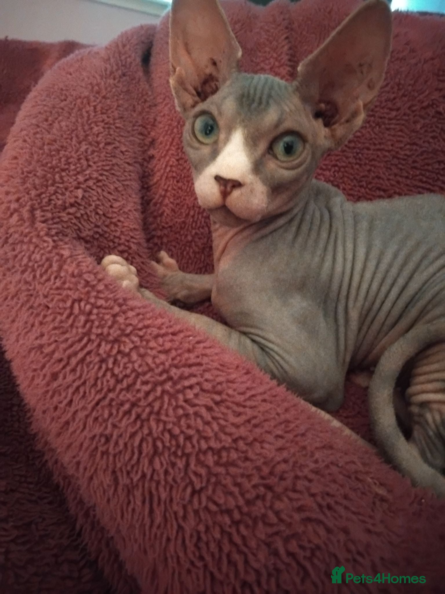 Sphynx cats Sphinx  - Advert 1