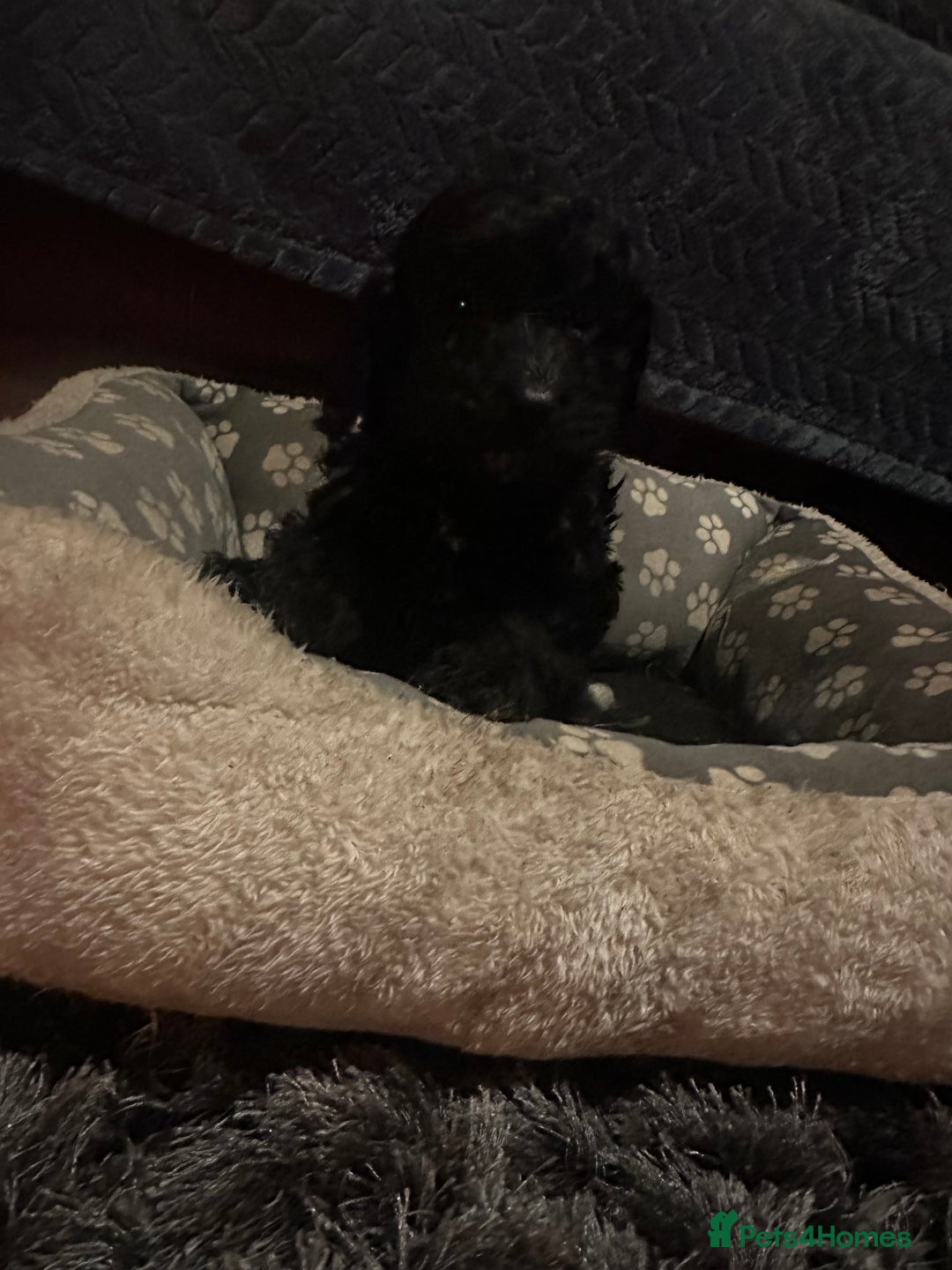 Cockapoo dogs for sale: F3 cockapoo puppies  - Advert 12