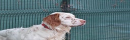 English Setter dogs for adoption: Aramis - Advert 5