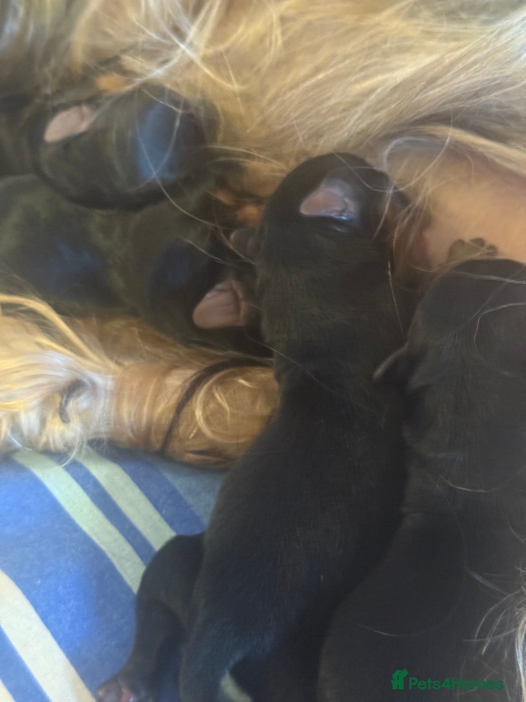 Yorkshire Terrier dogs for sale: Pedigree Yorkshire terrier - Image 7
