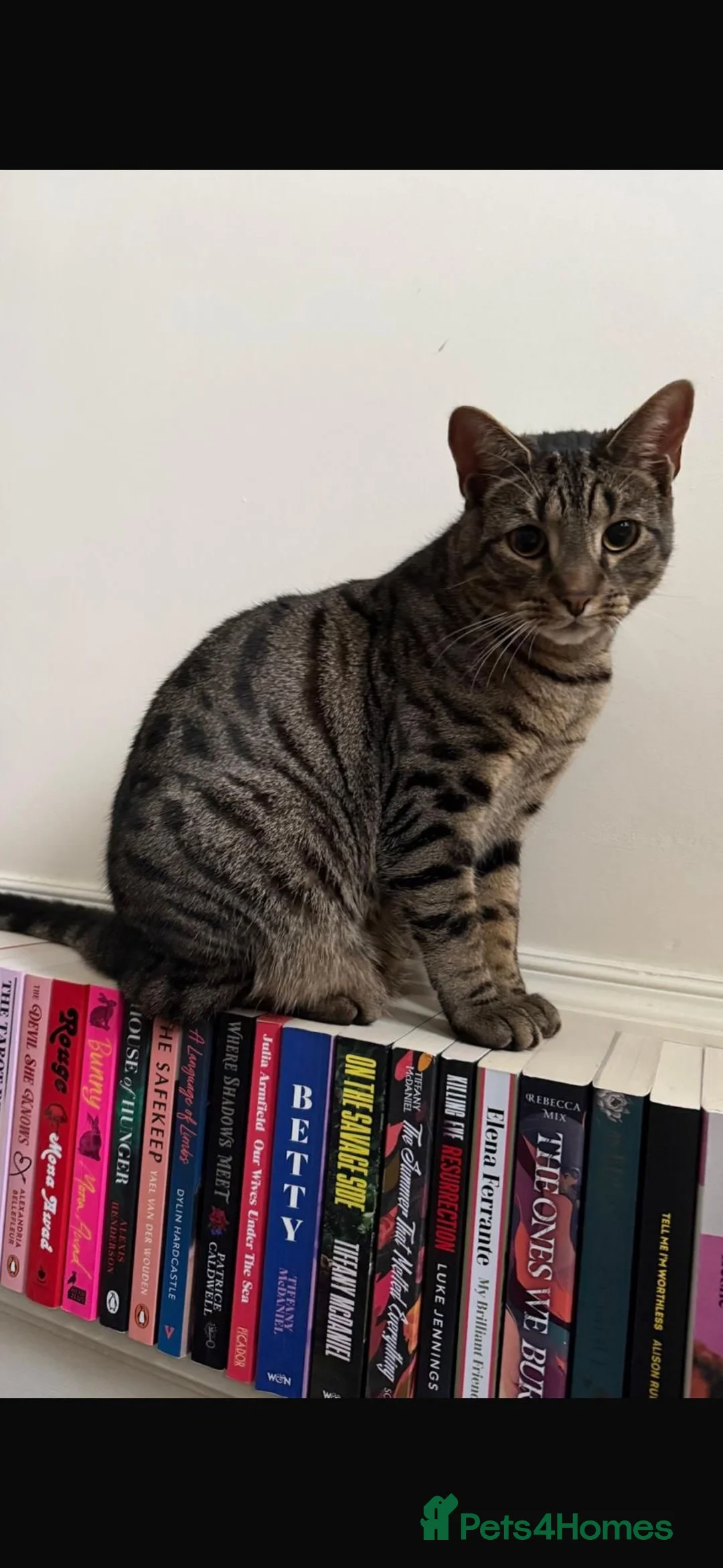 Domestic Shorthair cats for sale: 1 year old male tabby  in Stafford - Advert 1