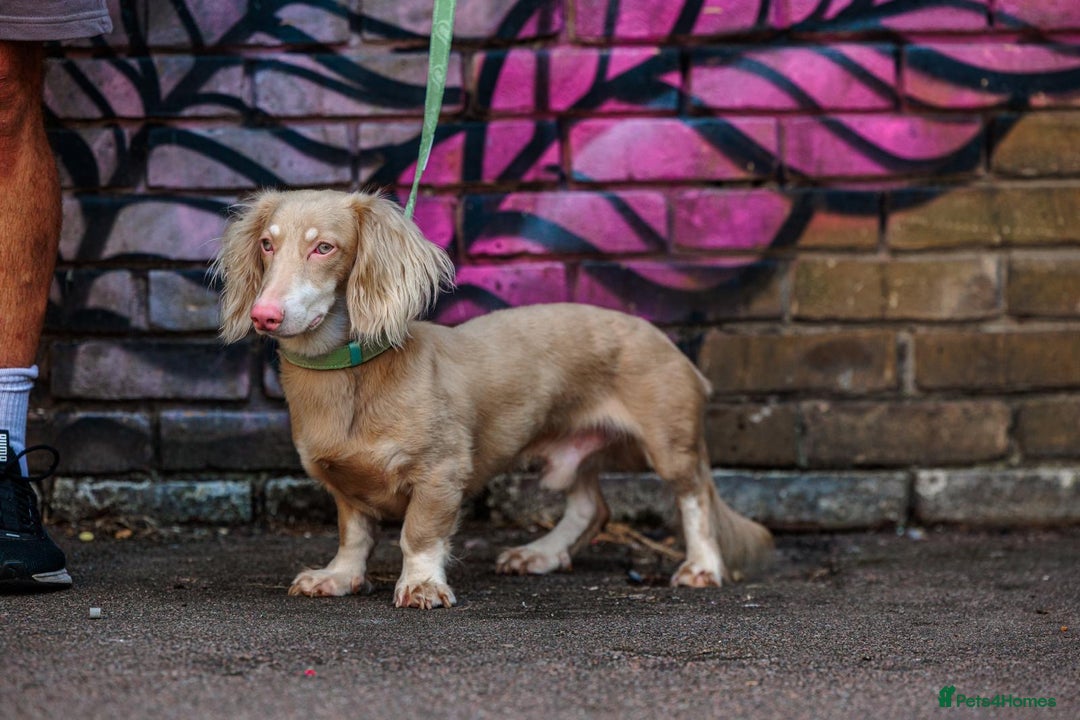 Miniature Dachshund dogs for stud: BASTIAN 👑 PINK 🧬 miniature dachshund  - Advert 2