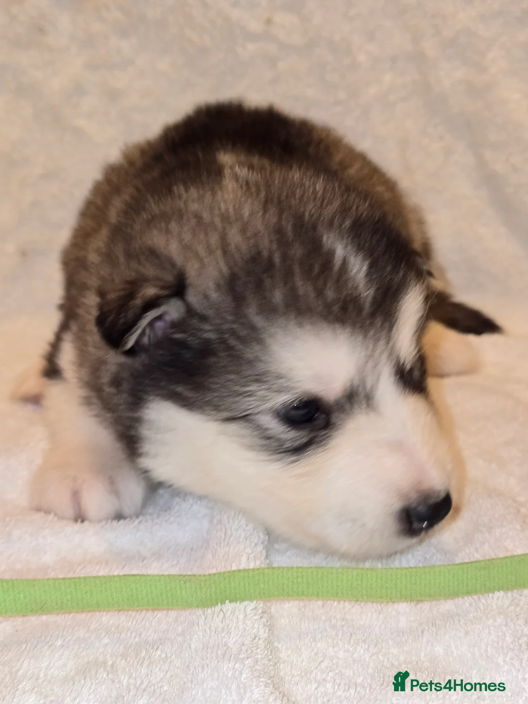 Alaskan Malamute dogs for sale: Pure Alaskan Malamute - Advert 13