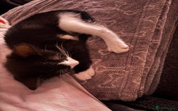Mixed Breed cats for sale: FUR BABIES READY FOR THERE FOREVER HOMES  - Image 4