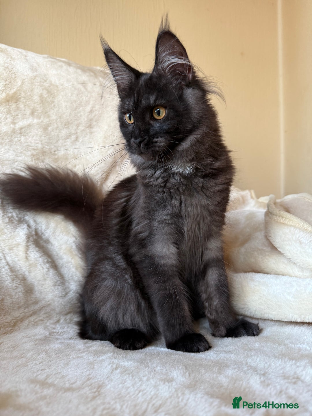 Maine Coon cats for sale: Pedigree GCCF Russian Import line Maine Coons - Advert 31