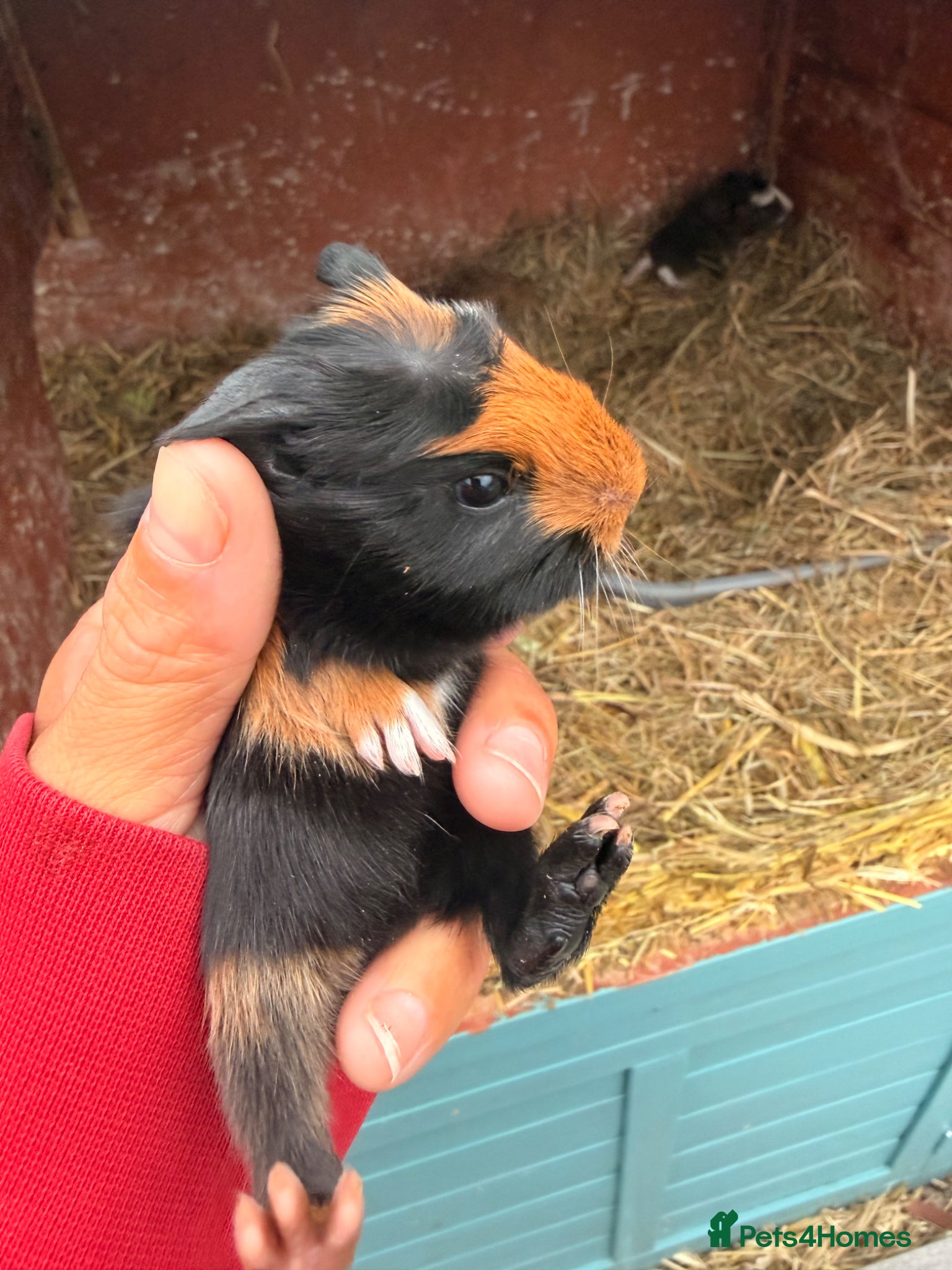 Guinea Pig rodents Mixture of babies - Advert 3