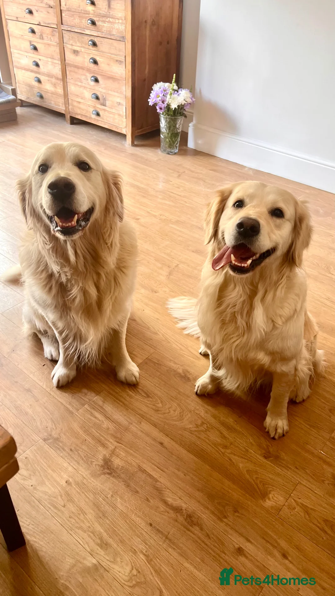 Golden Retriever dogs for sale: Exceptional Golden retriever litter planned  - Advert 2