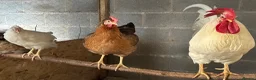 Chickens poultry for sale: Legbar cross cockerels  in Bargoed - Advert 8