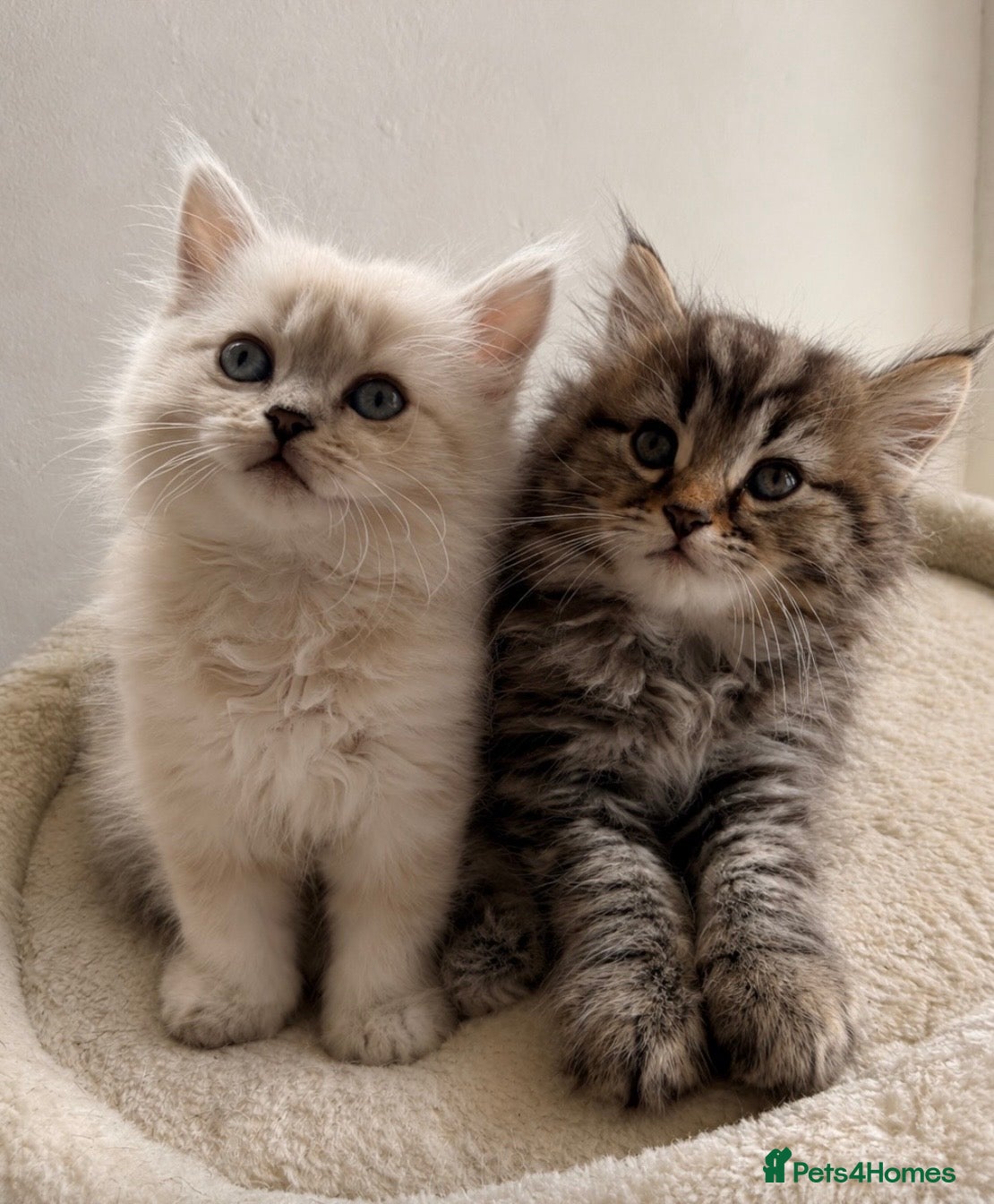 Scottish Fold cats Ready NOW Stunning Scottish Straight kittens - Advert 7