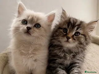 Scottish Fold cats Ready NOW Stunning Scottish Straight kittens - Advert 1