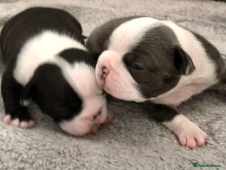 Boston Terrier dogs Bostons of Scotland - Advert 5