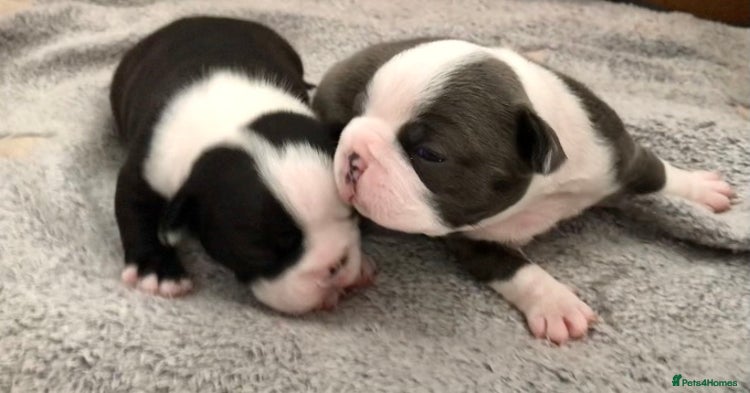 Boston Terrier dogs Bostons of Scotland - Advert 7