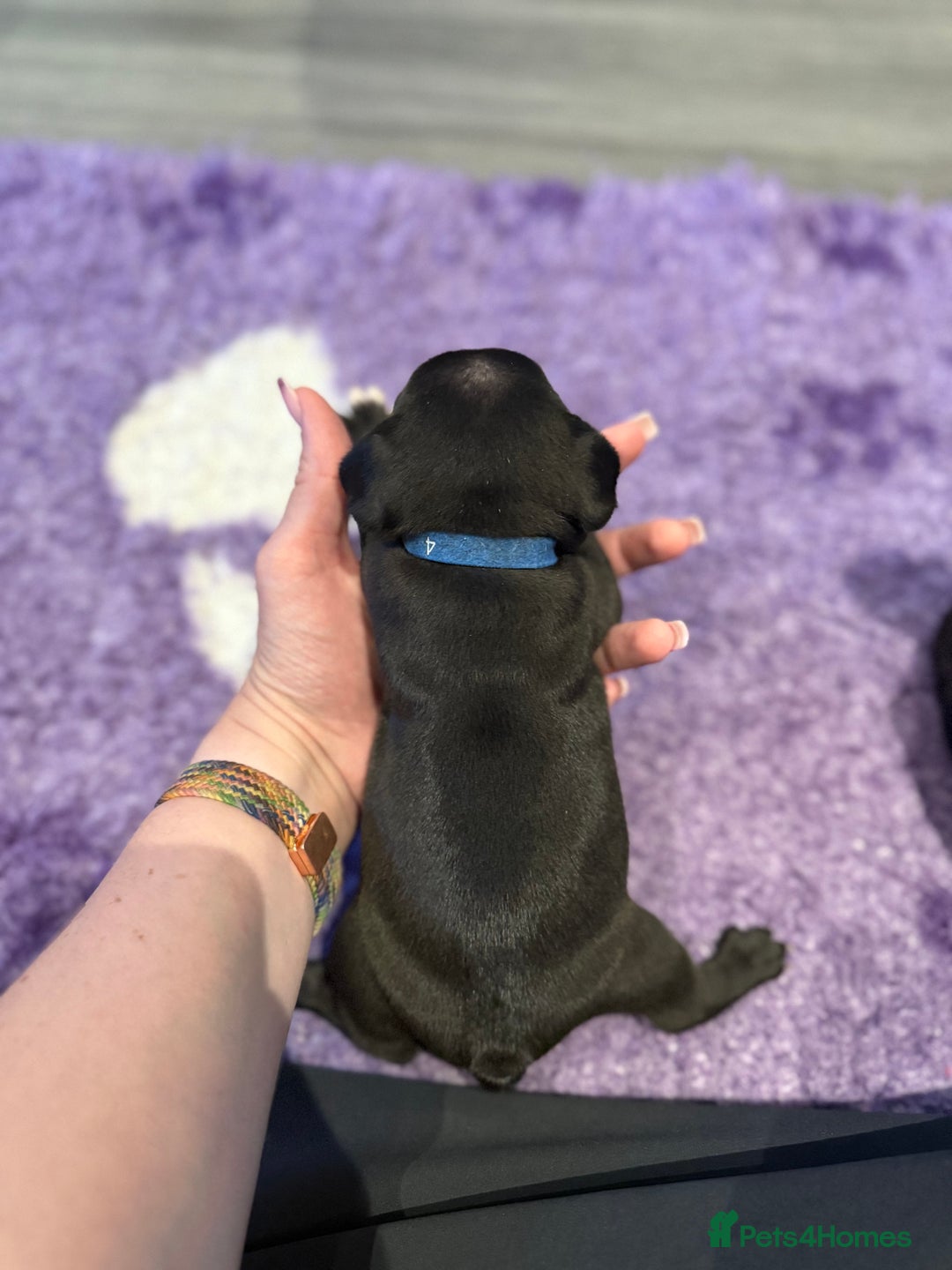 Mixed Breed dogs for sale: Frenchtons - Boston Terrier x Frenchie - Image 17
