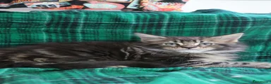 Maine Coon 2