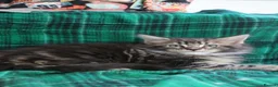 Maine Coon cats for sale: American Maine coon Kittens in Buckley - Advert 3