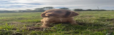Cocker Spaniel 1