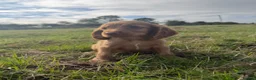 Cocker Spaniel dogs for sale: COCKER SPANIELS READY IN 7 DAYS!  in Boston - Advert 5