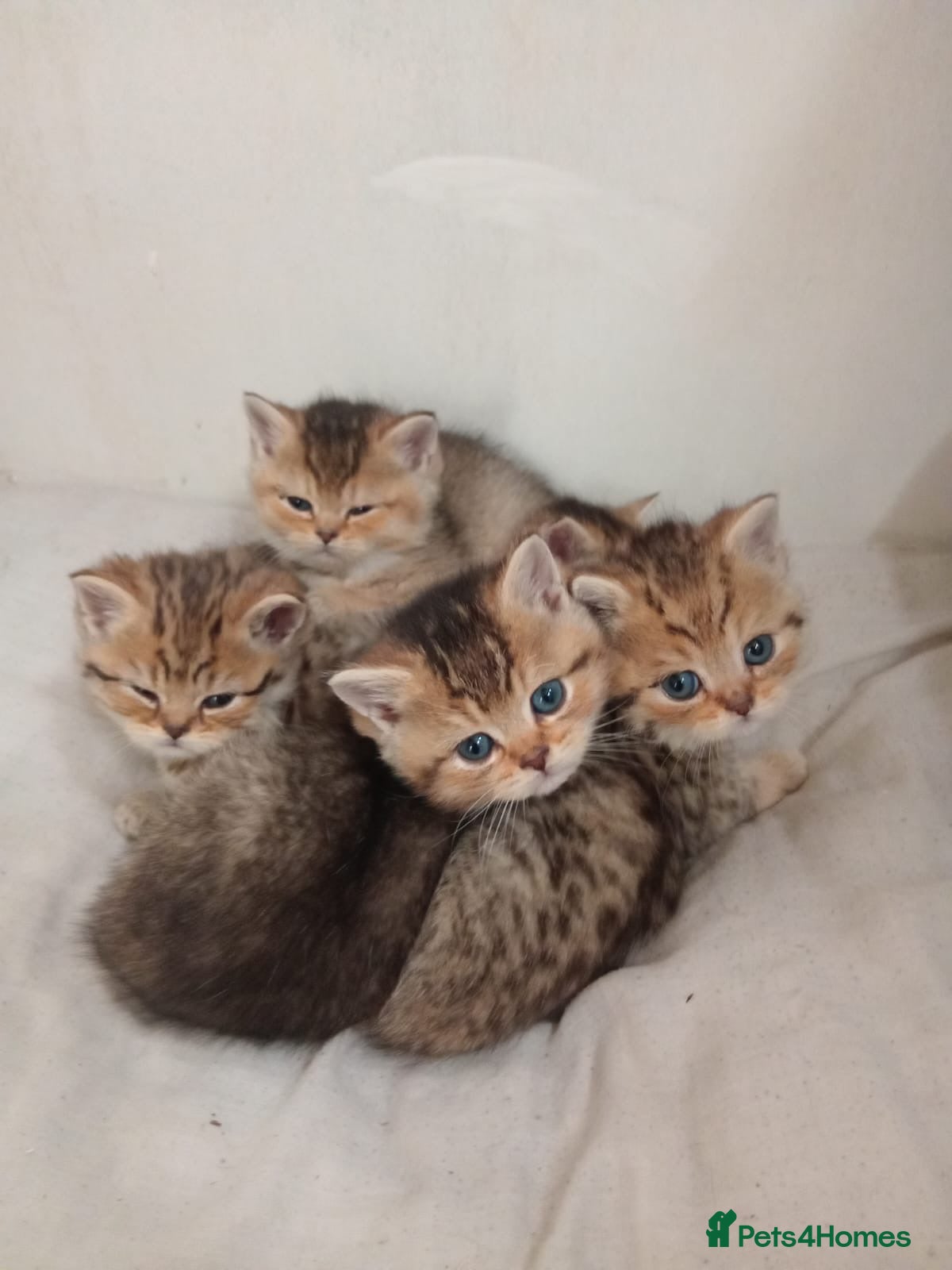 British Shorthair cats 3 available Beautiful 😻 Golden british short hair - Advert 1