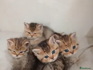 British Shorthair cats 3 available Beautiful 😻 Golden british short hair - Advert 1