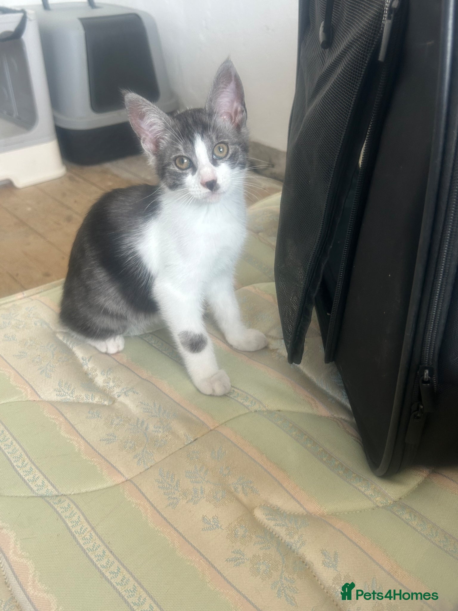 Maine Coon cats  Maine coone kittens ready now  - Advert 15