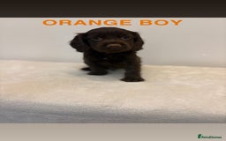 Cocker Spaniel dogs for sale: Gorgeous Full Cocker Spaniel Pups  - Image 13