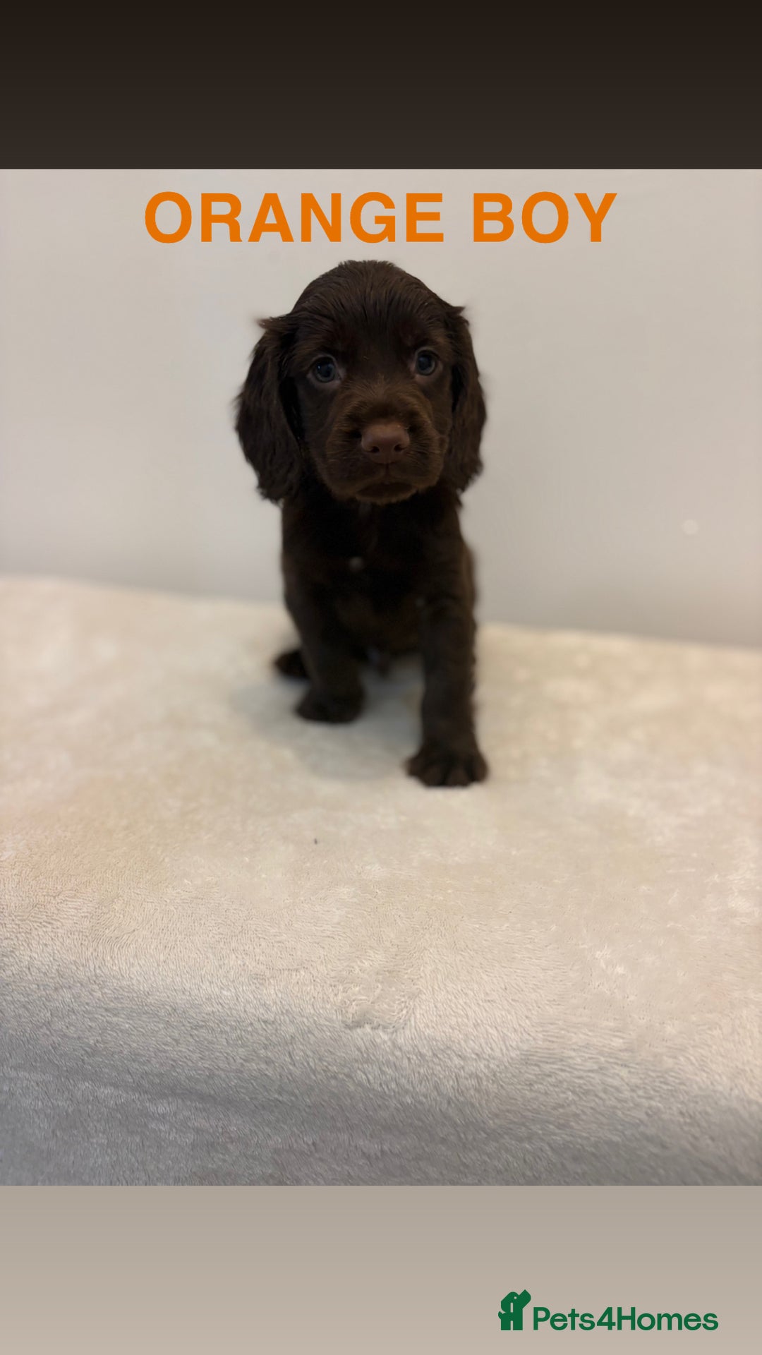 Cocker Spaniel dogs for sale: Gorgeous Full Cocker Spaniel Pups  - Image 13
