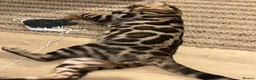 Bengal cats for sale: Male Bengal  - Advert 4