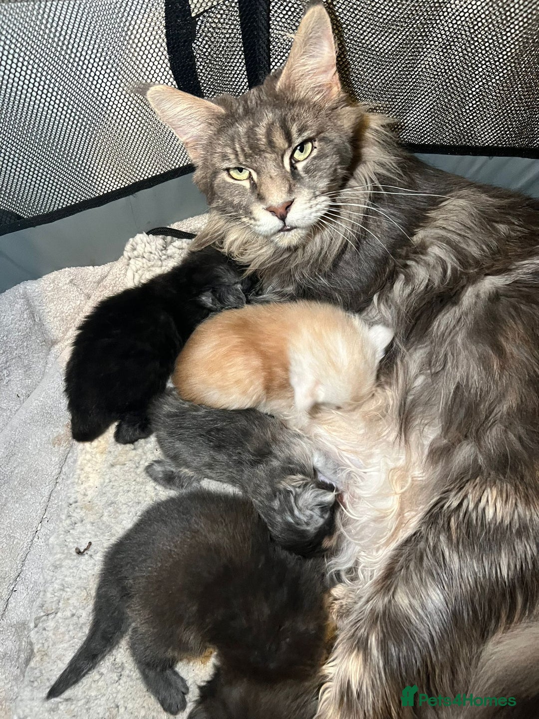 Maine Coon cats for sale: Stunning championship Maine coons for sale - Image 3