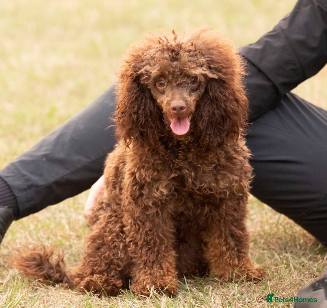 Toy Poodle dogs for stud: Hugo Chocolate & Tan outstanding toy poodle  - Image 3