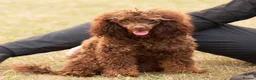 Toy Poodle dogs for stud: Hugo Chocolate & Tan outstanding toy poodle  - Advert 3