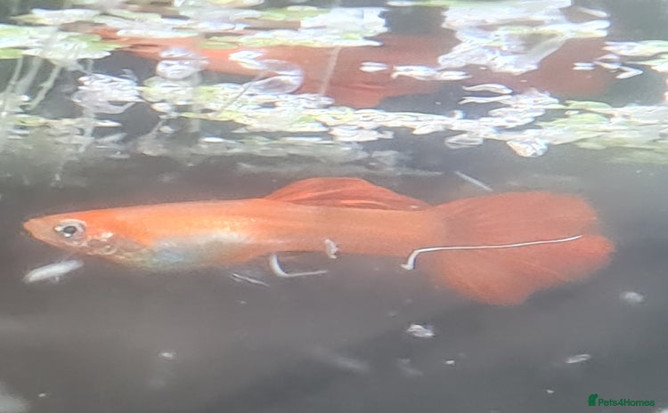 Other/Mixed Breed fish - Advert 3
