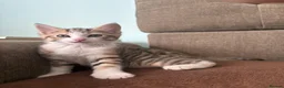 Mixed Breed cats for sale: The most adorable kittens for sale in London - Advert 6