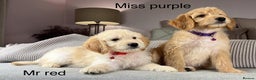 Goldendoodle dogs for sale: ABSOLUTELY GORGEOUS DOODLES  - Advert 31