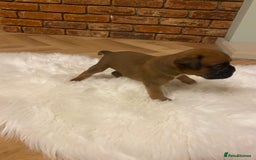 Boxer dogs for sale: 27 Champion bloodline boxers due 14th October  - Image 5