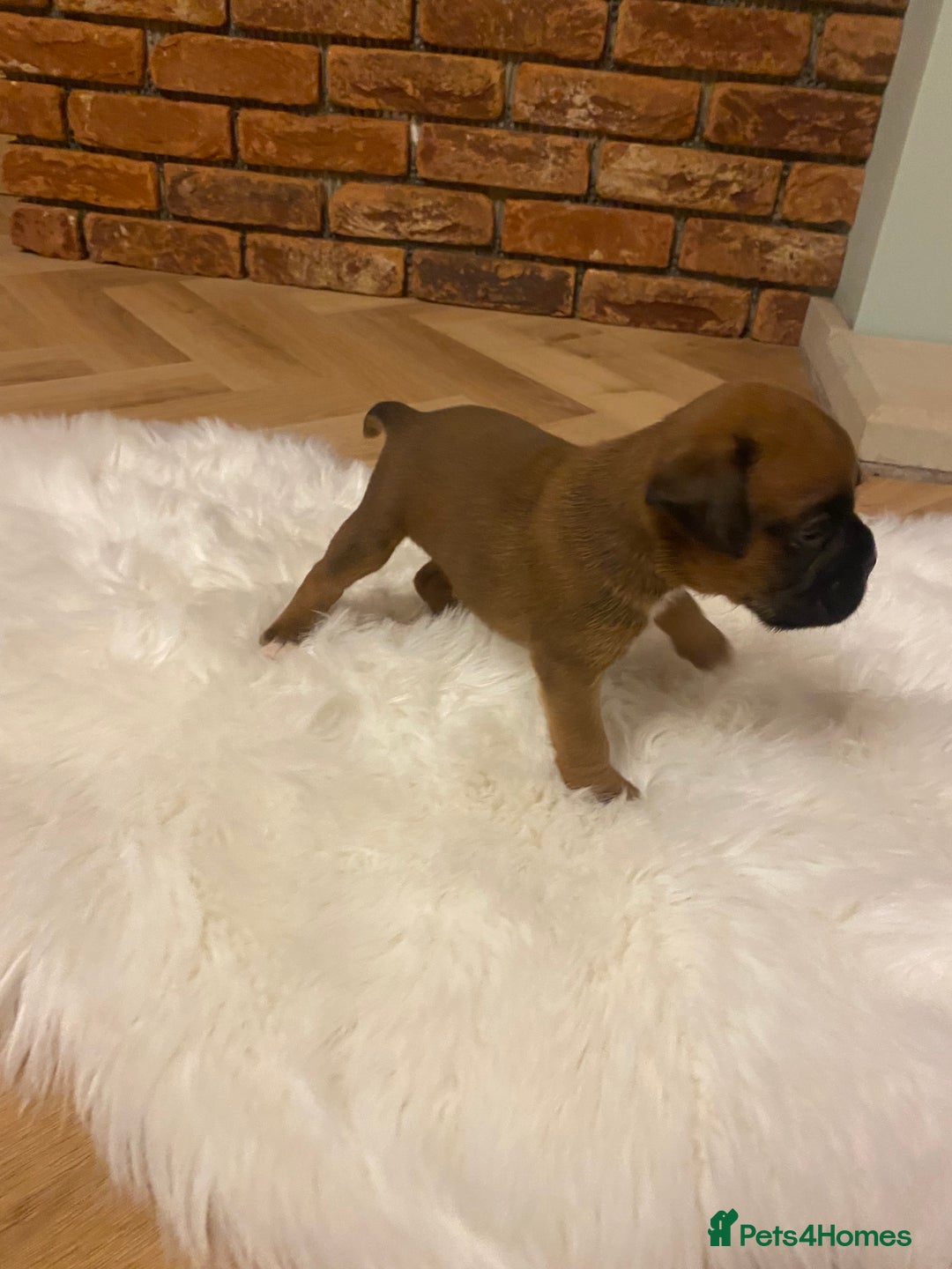 Boxer dogs for sale: 27 Champion bloodline boxers due 14th October  - Image 5