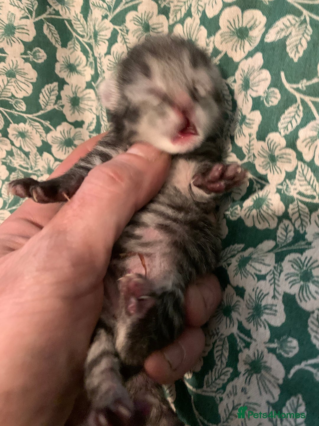 Siamese cats for sale: 🐾✨ White Siamese Maggir Became a Mum! ✨🐾 - Image 28