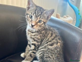 Bengal cats - Advert 31