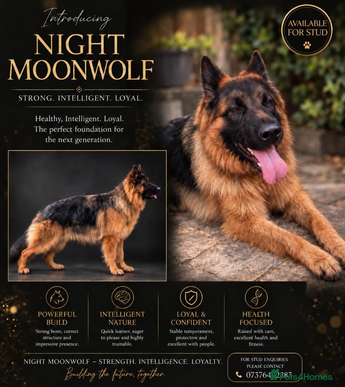 German Shepherd dogs Stud dog KC German Shepperd  - Advert 2