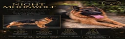 German Shepherd dogs for stud: Stud dog KC German Shepperd  in Ferndale - Advert 1