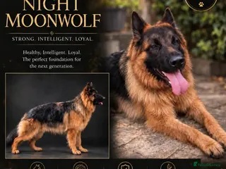 German Shepherd dogs Stud dog KC German Shepperd - Advert 1