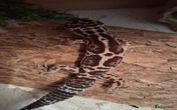 Leopard Gecko reptiles for sale: Male leopard gecko - Image 5