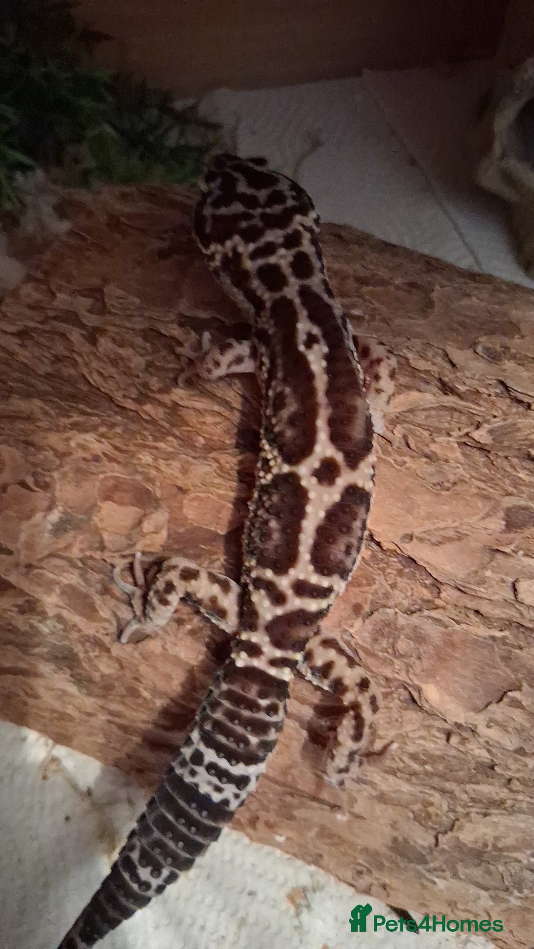 Leopard Gecko reptiles for sale: Male leopard gecko - Image 5