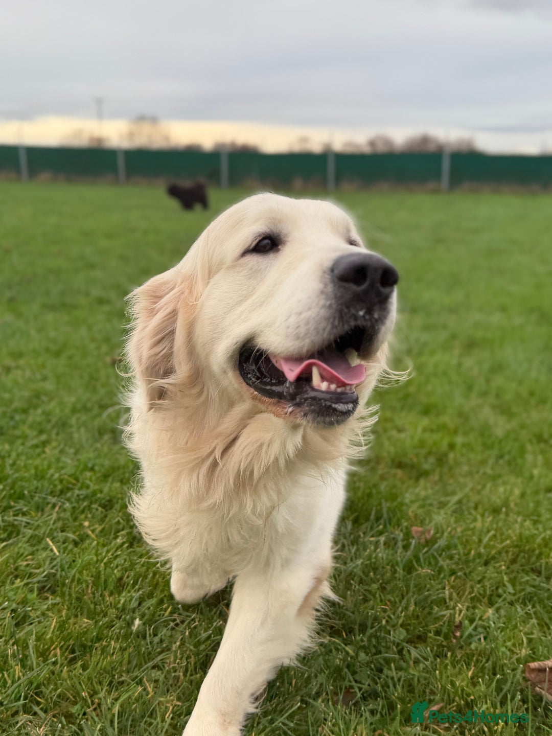 Golden Retriever dogs for stud: KC English CREAM retriever STUD…. - Advert 13