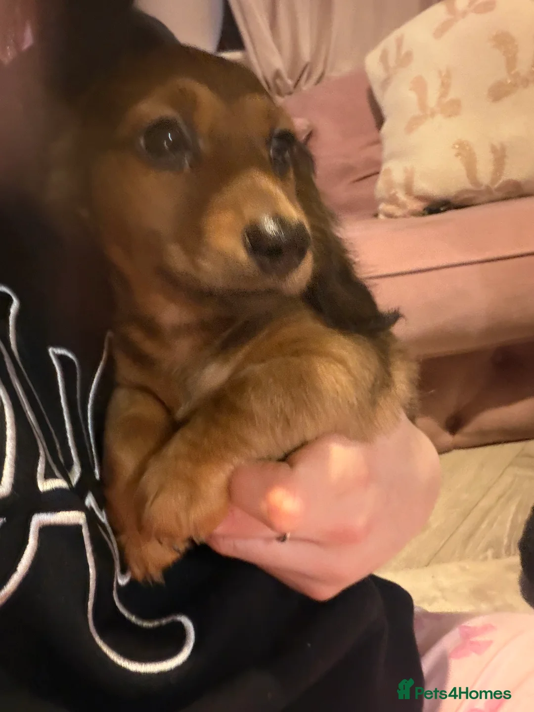 Dachshund dogs for sale: Dachshund puppies  in Sandbach - Advert 23