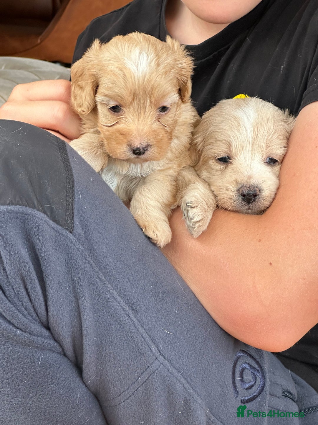 Mixed Breed dogs for sale: Cavapoo Beagle x Miniature Poodle  - Advert 17