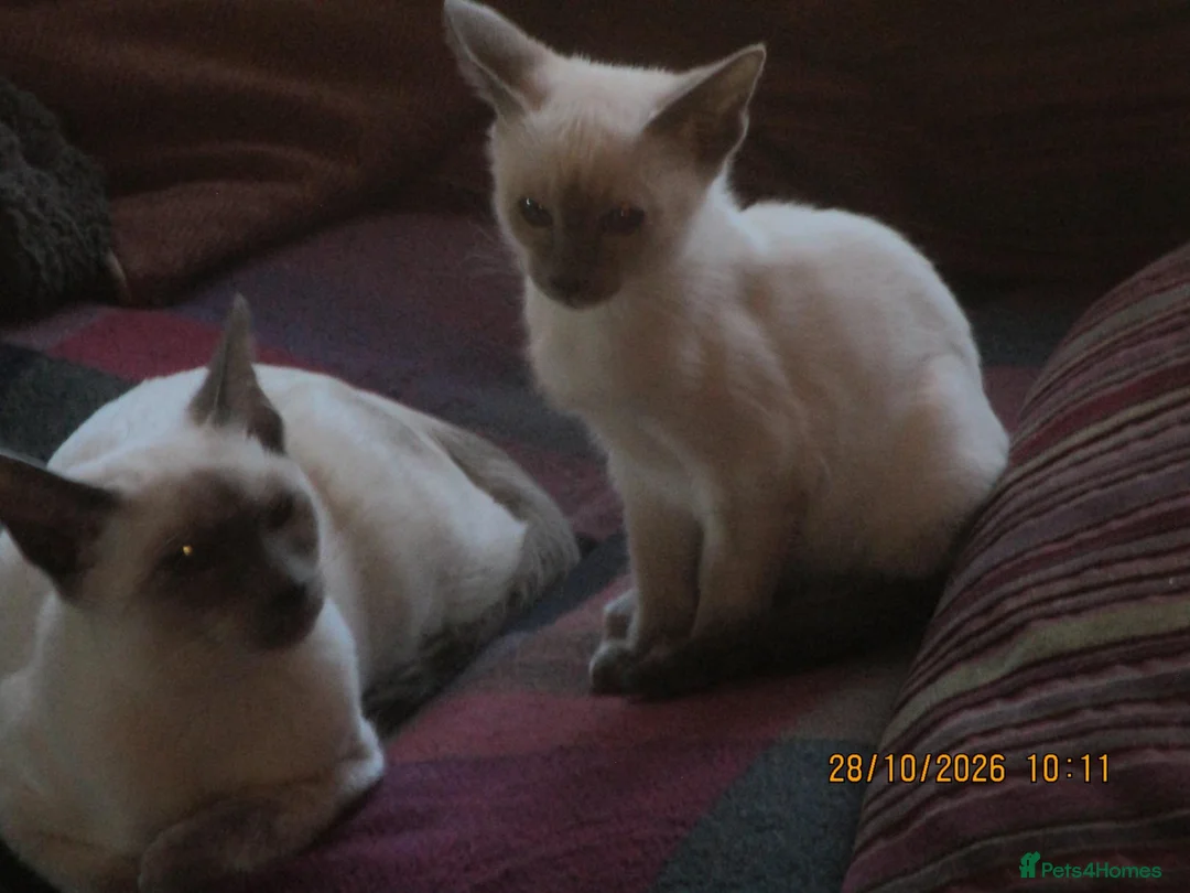 Siamese cats for sale: siamese blue point girl kitten - Advert 1