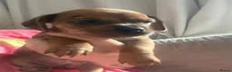 Mixed Breed dogs for sale: Mixed litter  - Advert 3